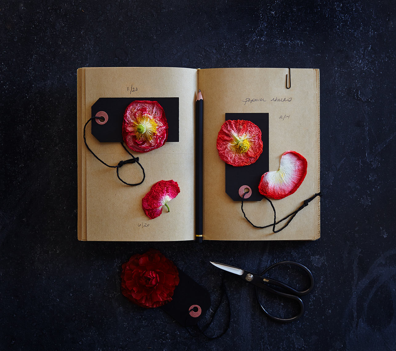 Shannon-book-and-poppies